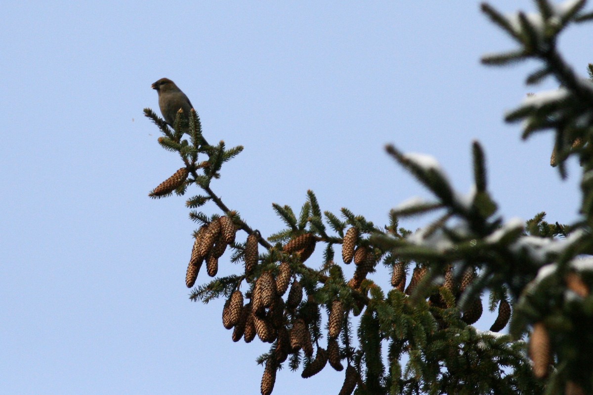 Pine Grosbeak - ML74902111