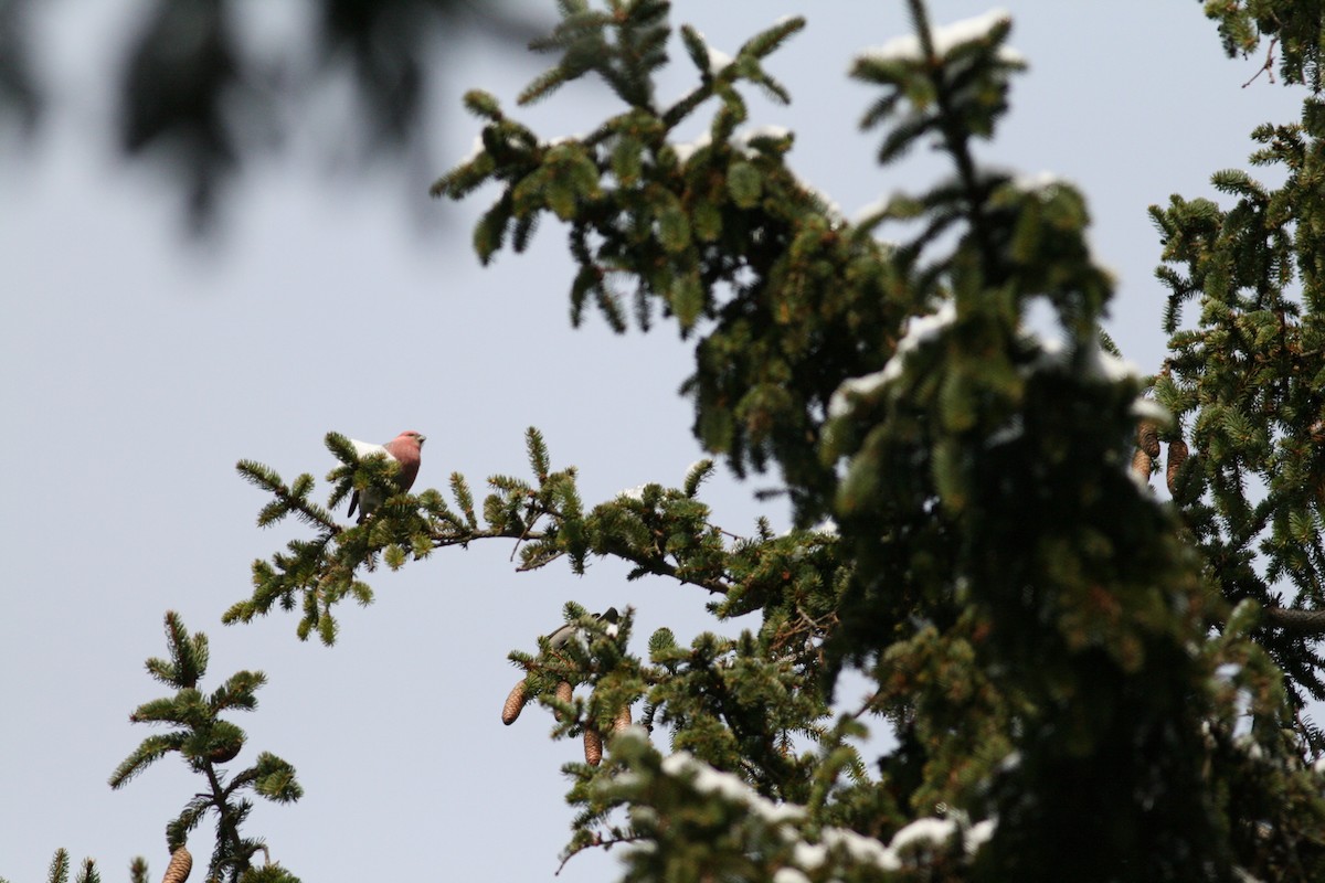 Pine Grosbeak - ML74902251