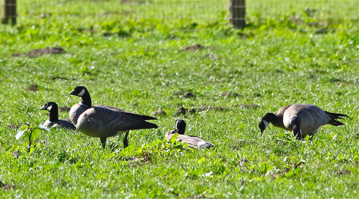 Barnacla Canadiense Chica (leucopareia) - ML74902771