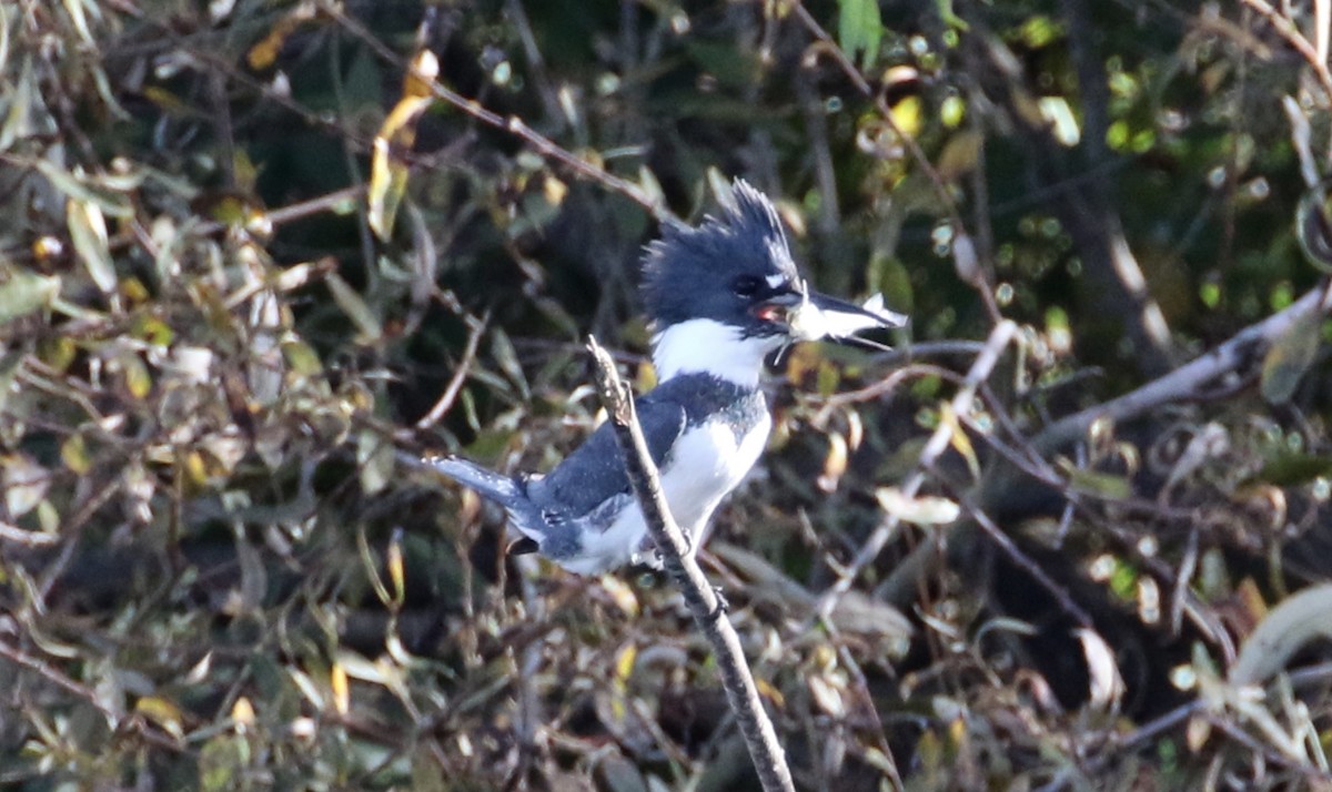 Belted Kingfisher - ML74903431