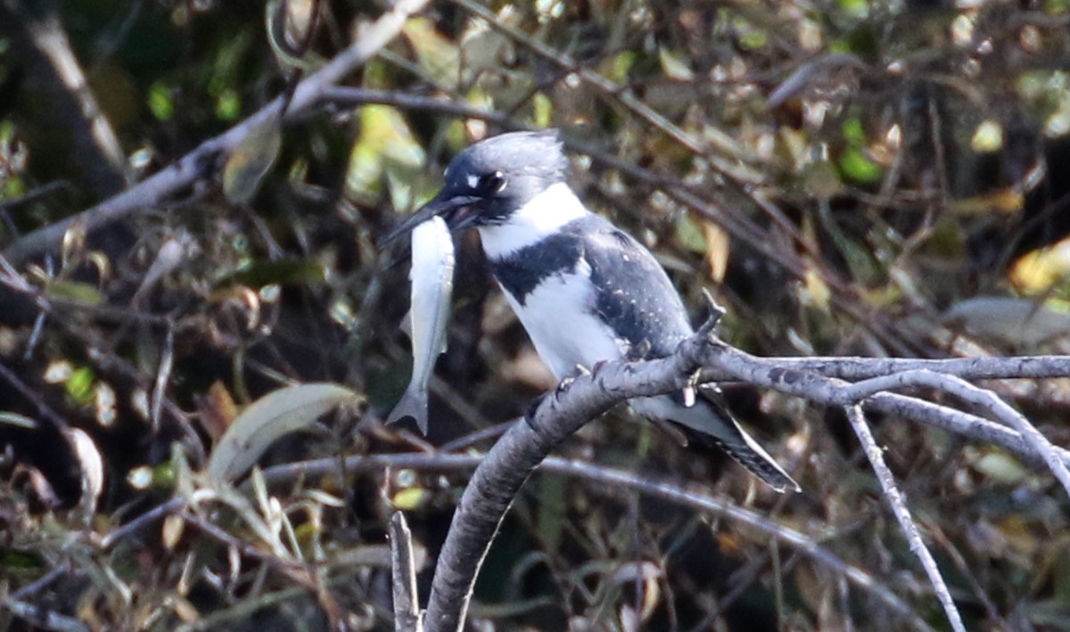 Belted Kingfisher - ML74903651