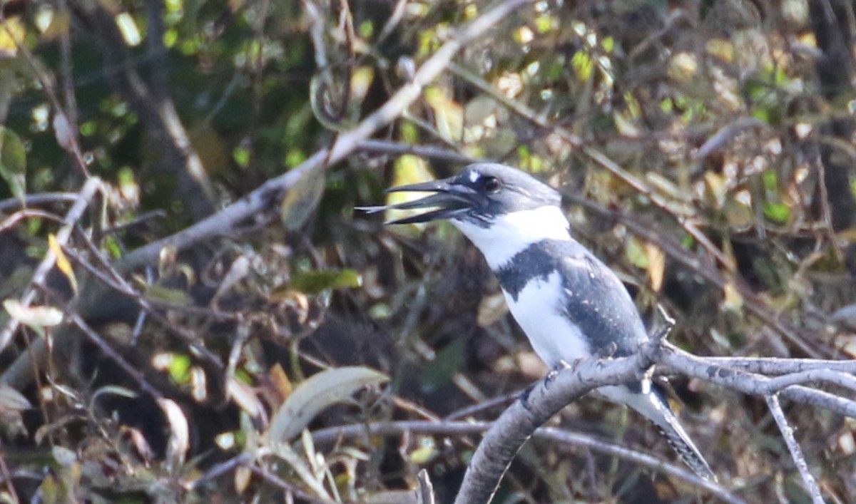 Belted Kingfisher - ML74903911