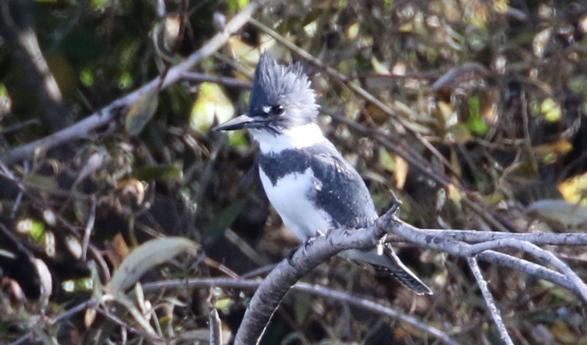 Belted Kingfisher - ML74904081