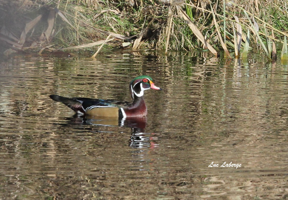 Wood Duck - ML74904241