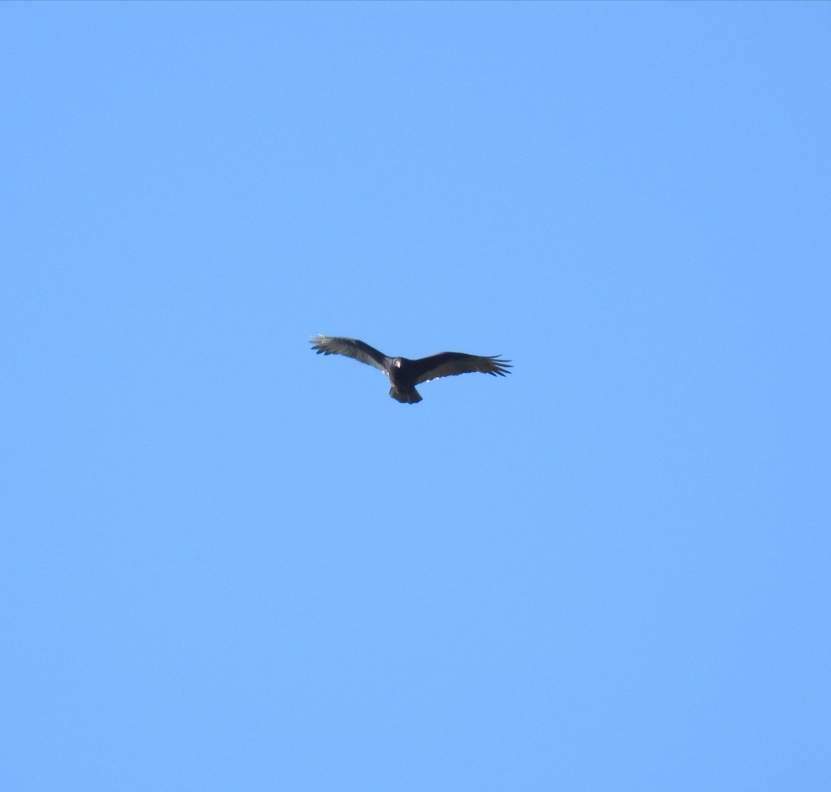 Turkey Vulture - ML74904821