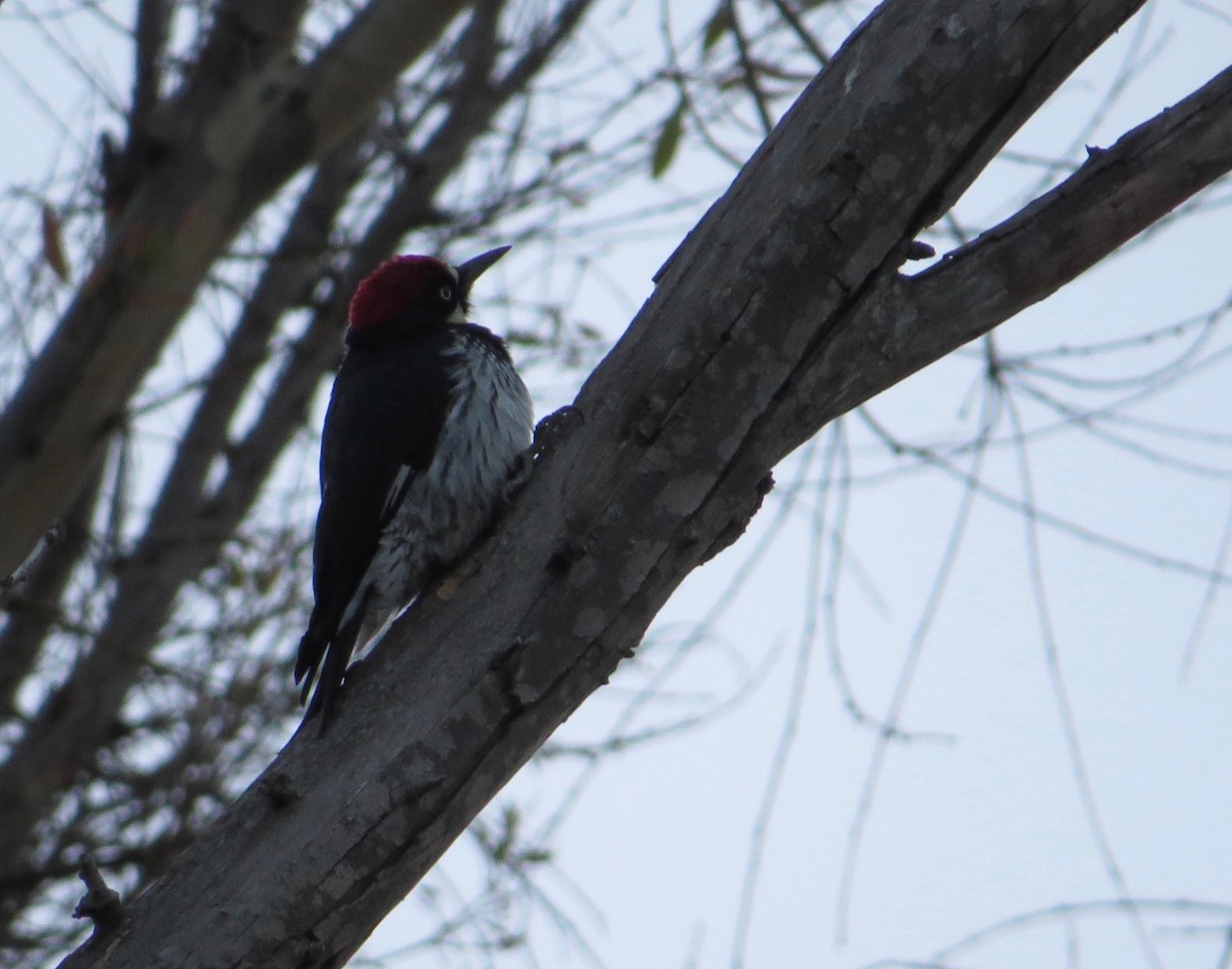 Acorn Woodpecker - ML74907301