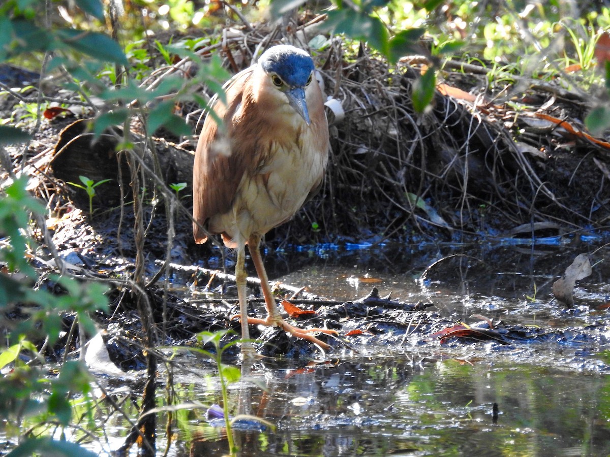 Nankeen Night Heron - ML74907751