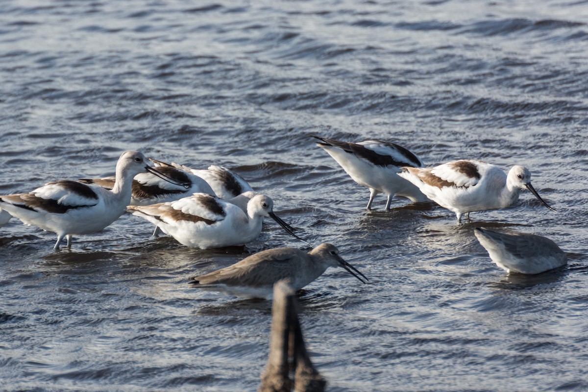 Avoceta Americana - ML74908041