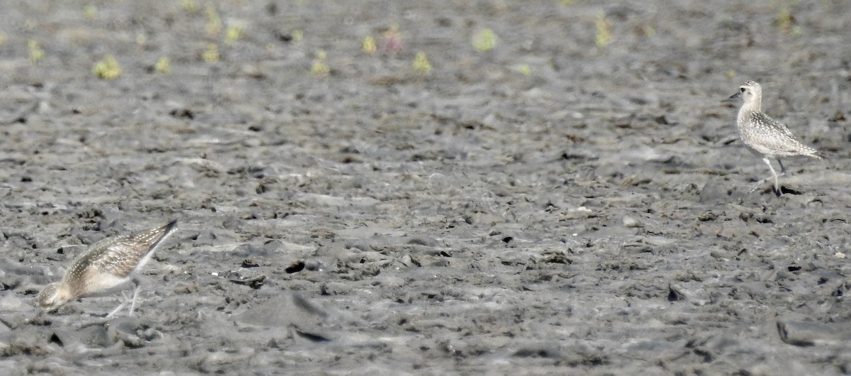 Pacific Golden-Plover - ML74908181