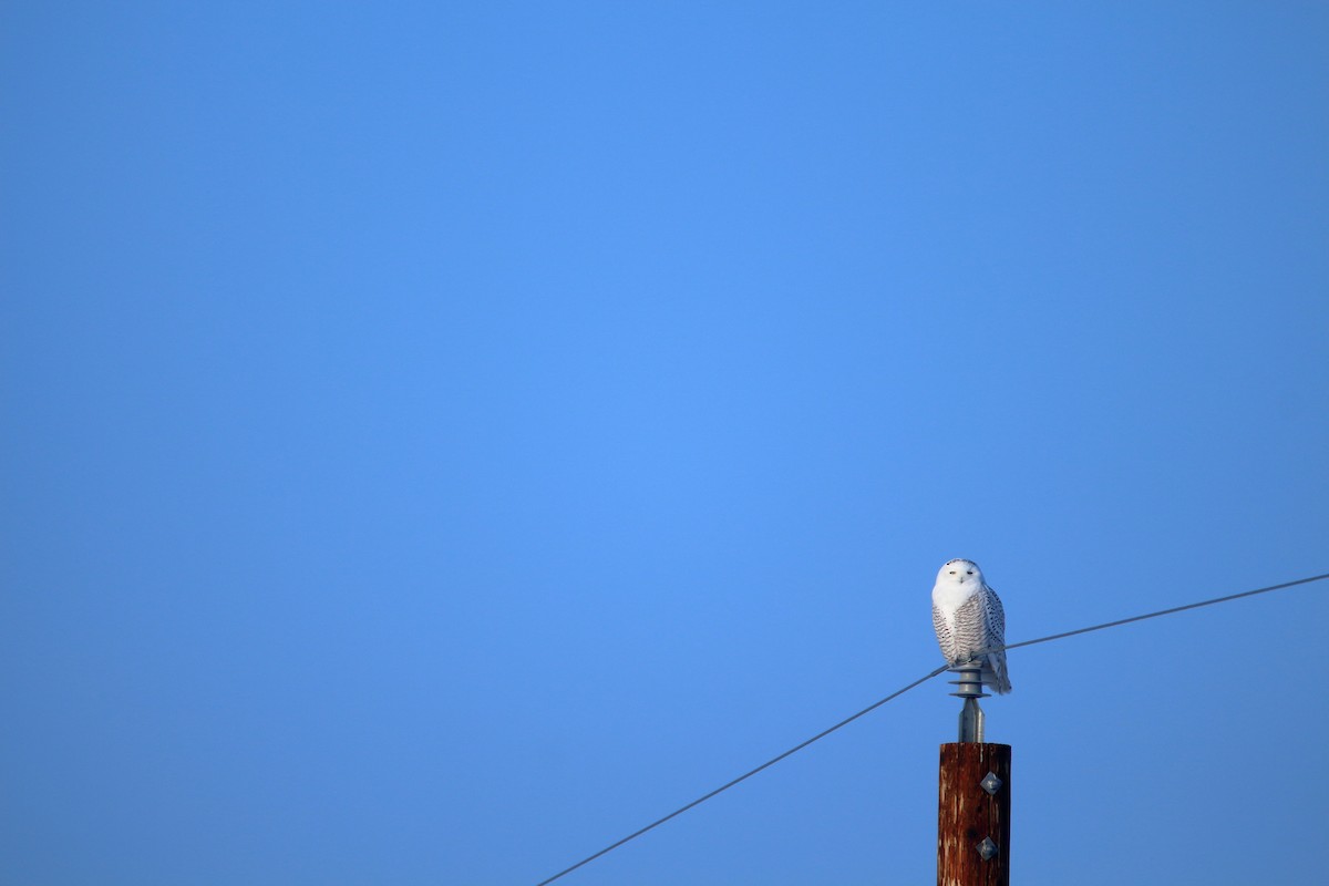 Snowy Owl - Andrew Elgin