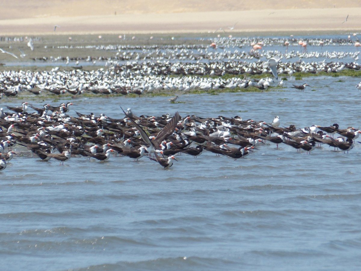 Black Skimmer - ML74912151