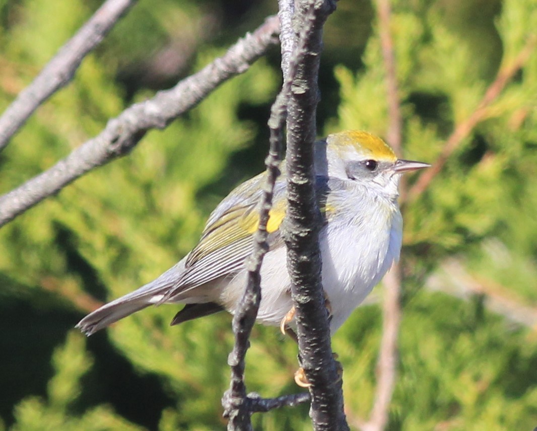 Goldflügel-Waldsänger - ML74912171