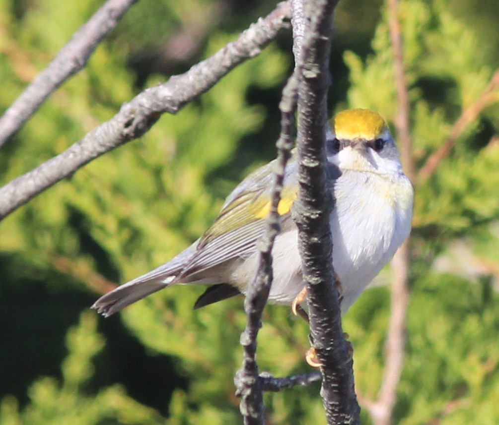 Golden-winged Warbler - Scott Fisher