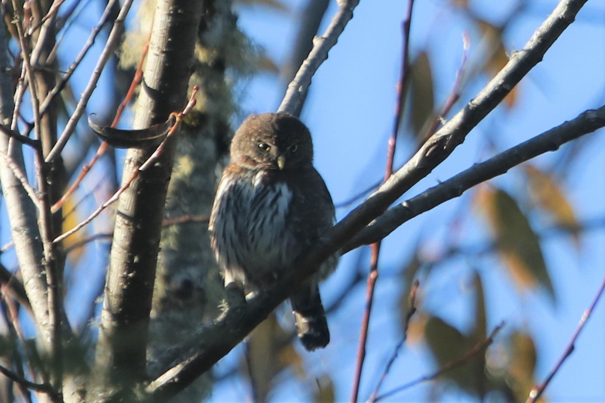 Northern Pygmy-Owl (Pacific) - Isaiah Nugent