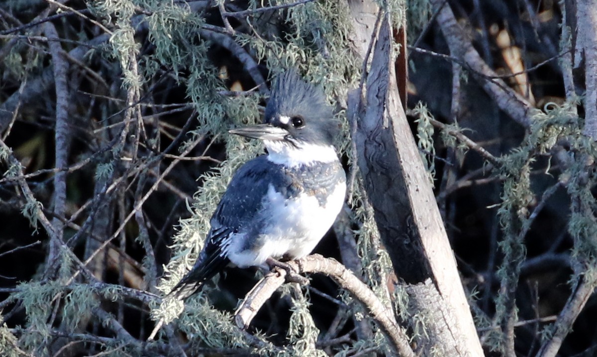 Belted Kingfisher - ML74914161