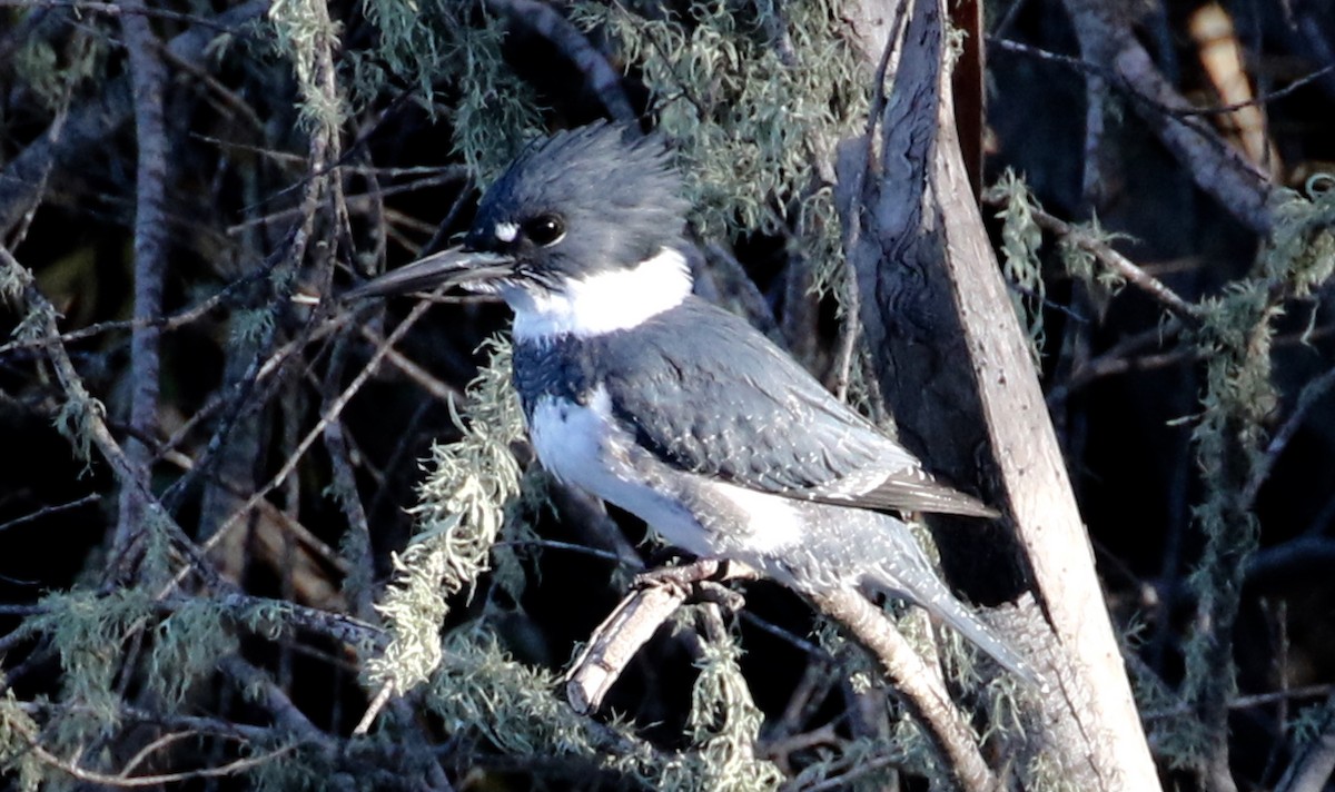 Belted Kingfisher - ML74914331