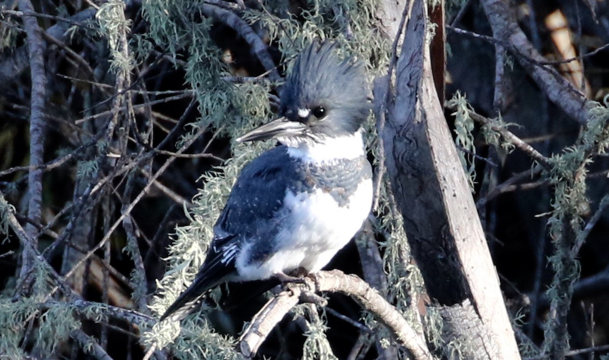 Belted Kingfisher - ML74914521