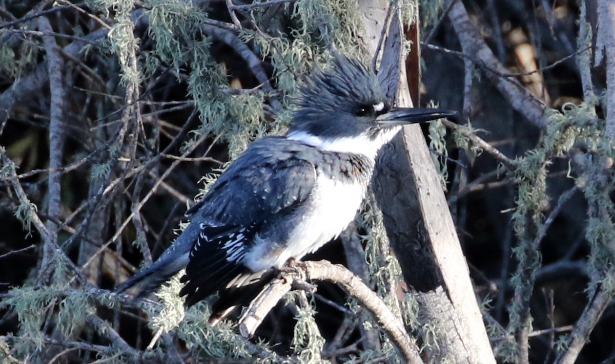 Belted Kingfisher - ML74914701