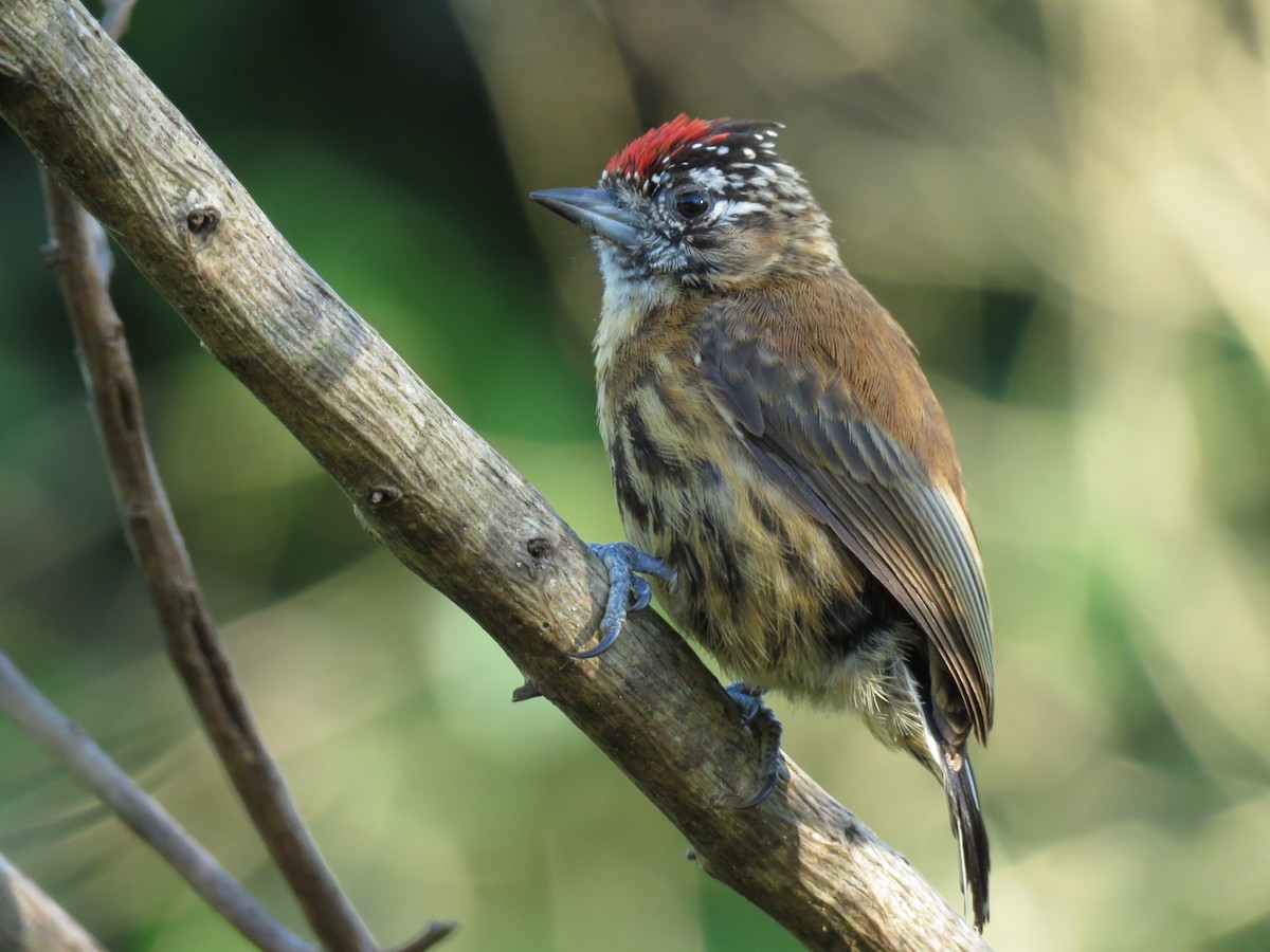 Mottled Piculet - Raphael Kurz -  Aves do Sul