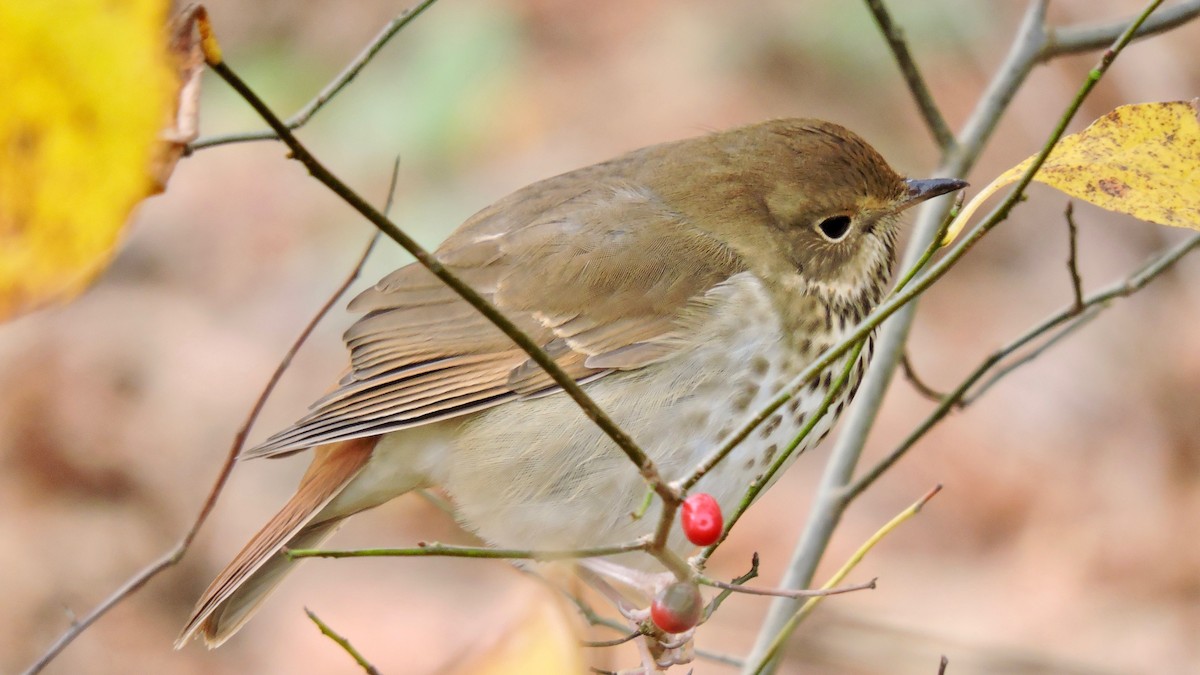 Hermit Thrush - Keith Eric Costley