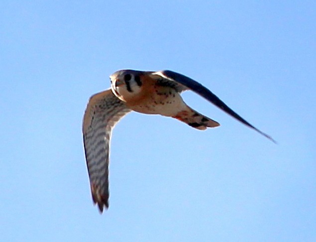 American Kestrel (Northern) - sam hough