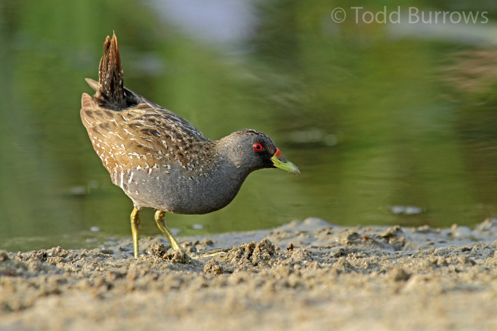 Australian Crake - Todd Burrows