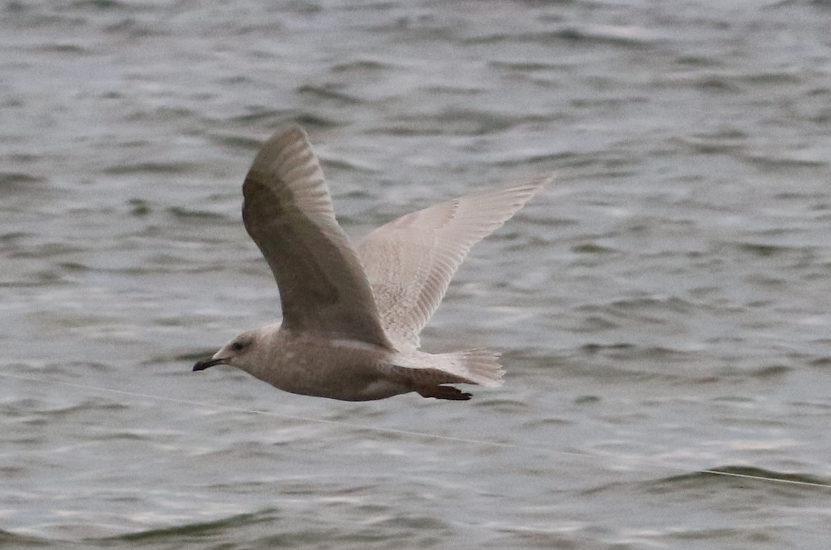 Iceland Gull - Robert Bochenek