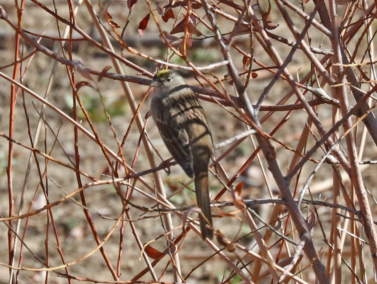 Golden-crowned Sparrow - ML74918921
