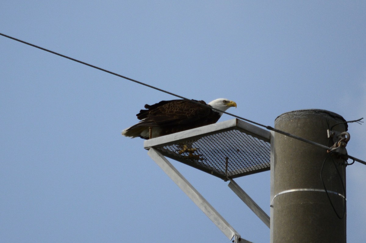 Bald Eagle - Nicholas Lucore