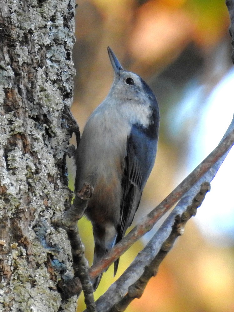 White-breasted Nuthatch - ML74919911