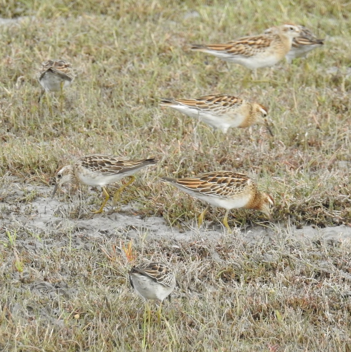 Sharp-tailed Sandpiper - Colin Trainor