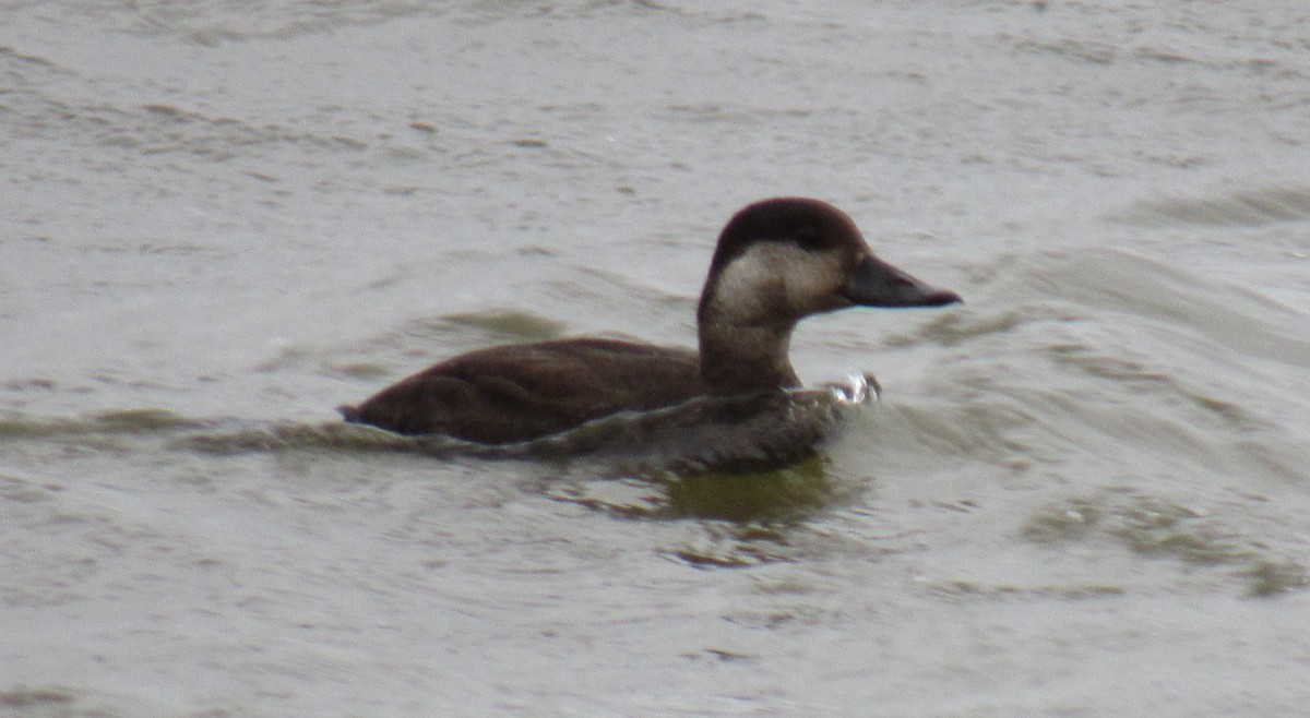 Black Scoter - Elizabeth & Tim Pratt