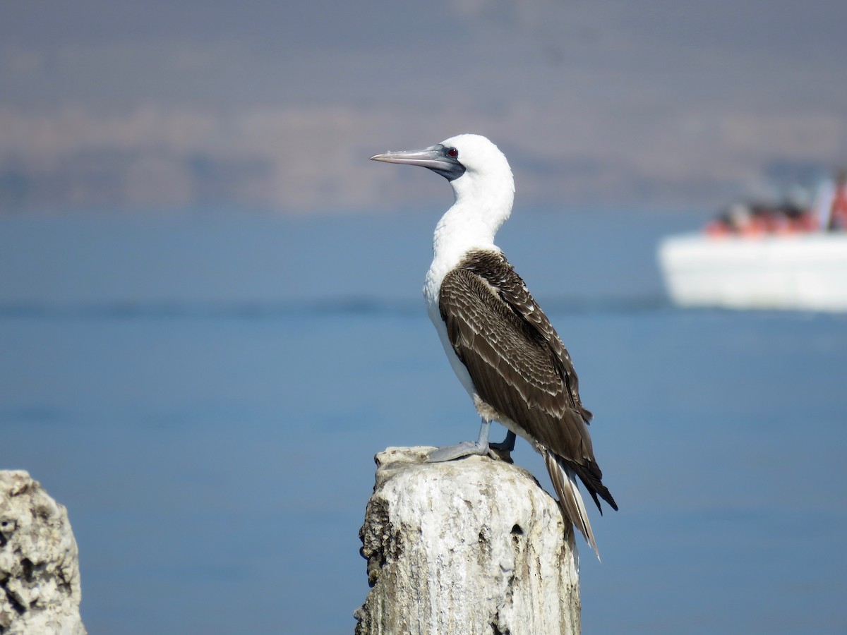 Peruvian Booby - John van Dort
