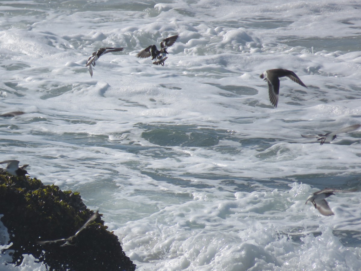 Surfbird - ML74922231