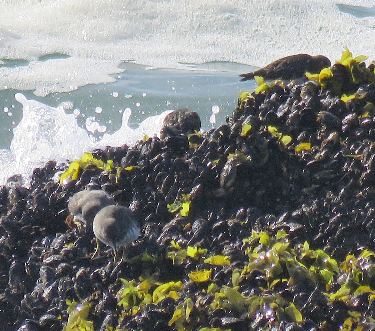 Surfbird - ML74922241