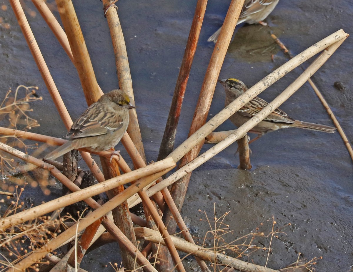 Golden-crowned Sparrow - ML74926171