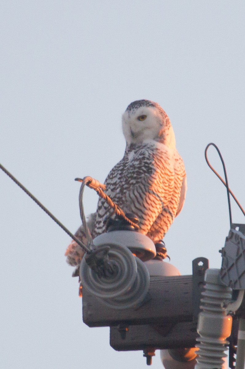 Snowy Owl - Brad Dawson