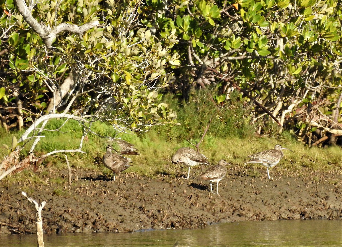 Whimbrel - Gary Crouch