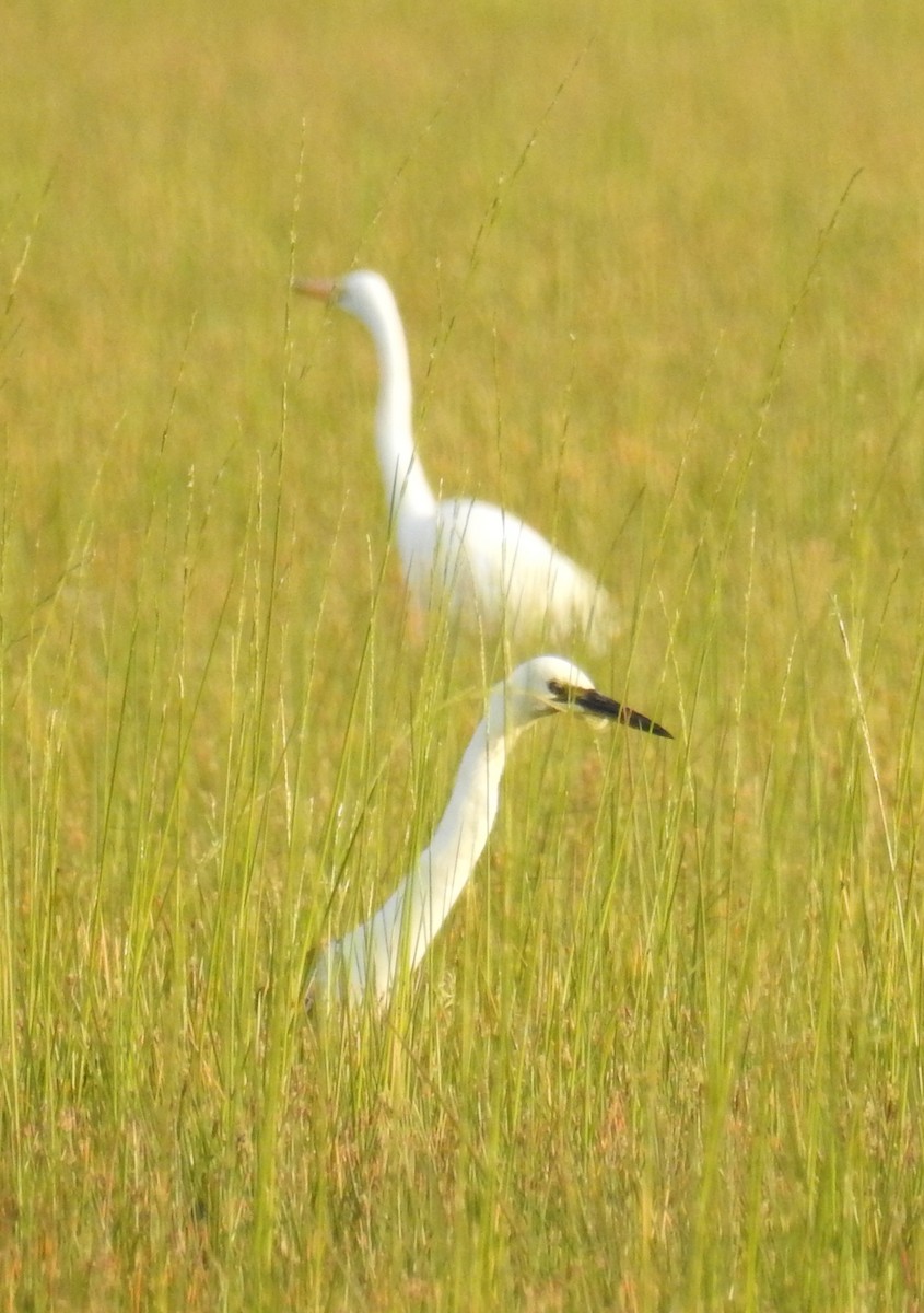 Great Egret (modesta) - Colin Trainor