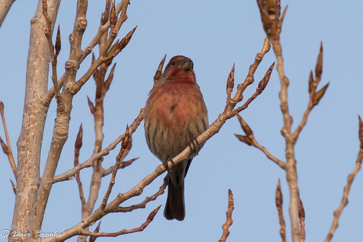 House Finch - Dave Brooke