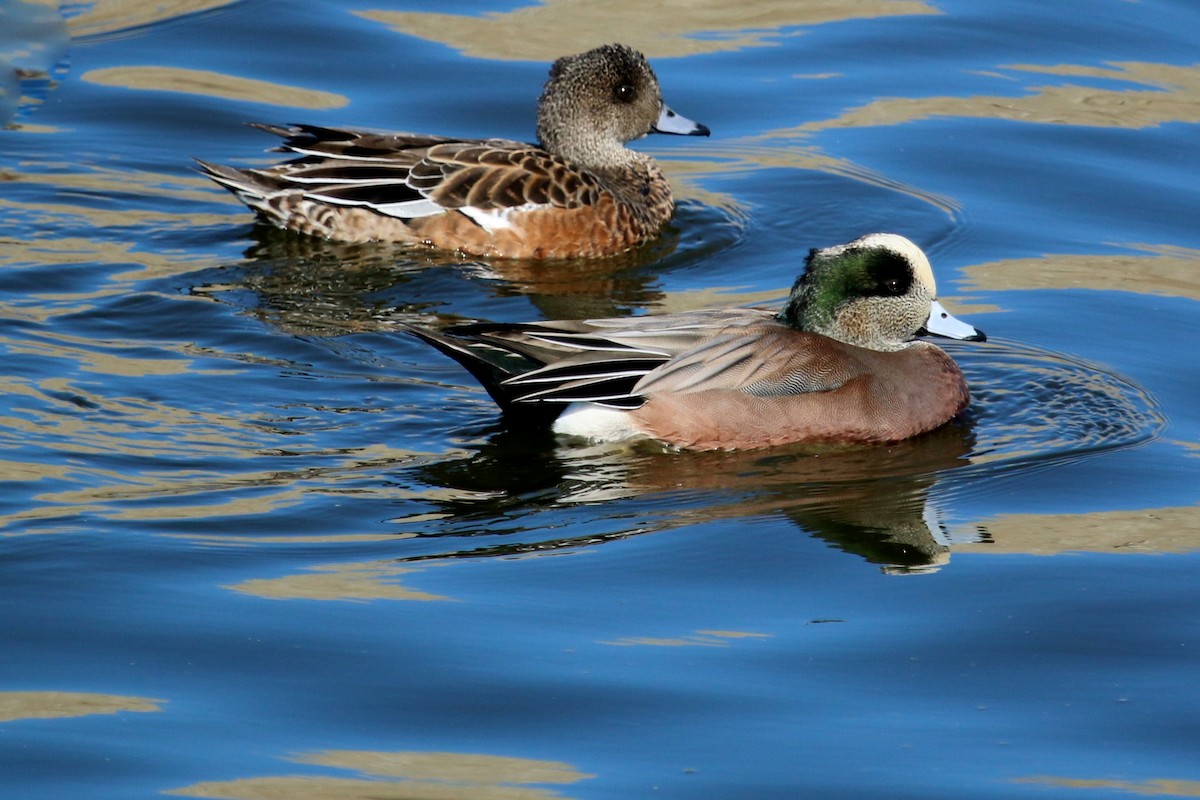 American Wigeon - Christine Jacobs