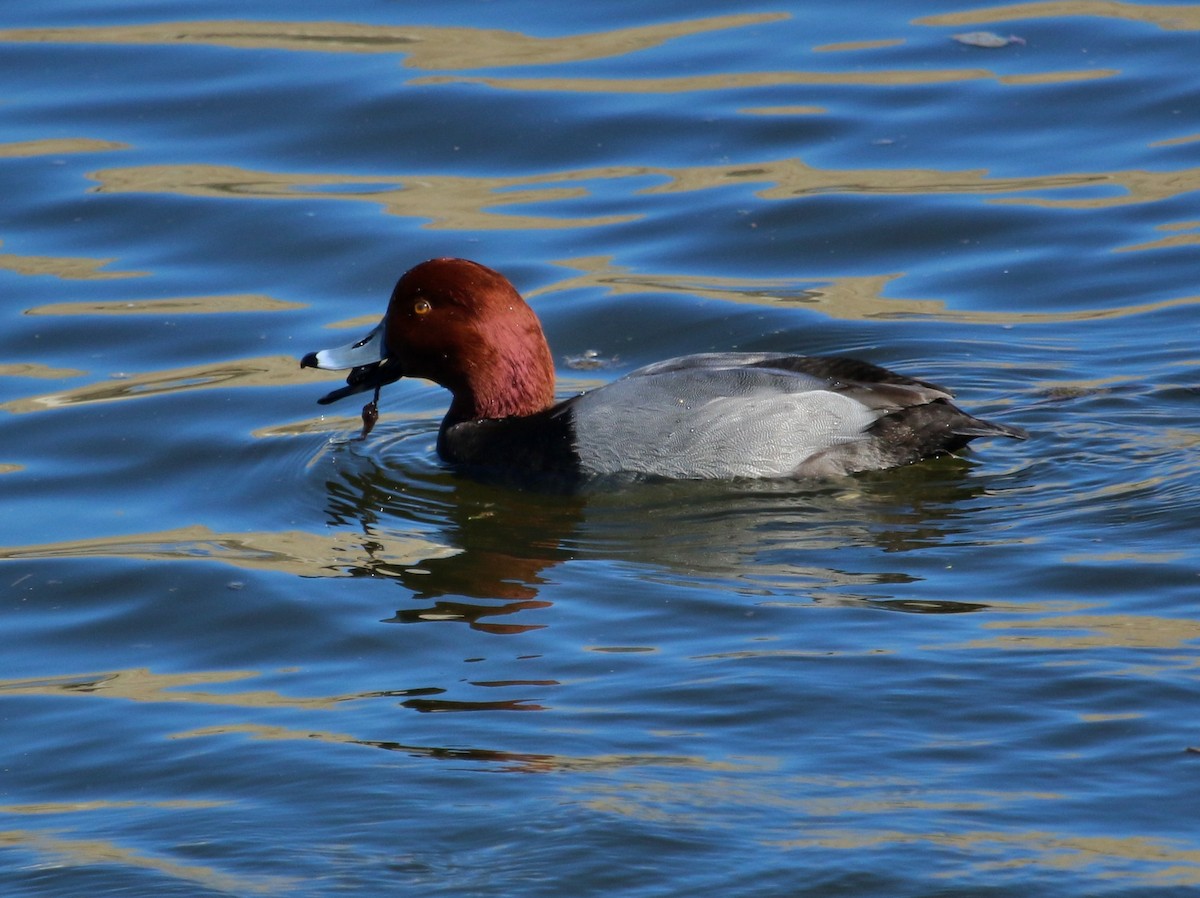 Fuligule à tête rouge - ML74930591