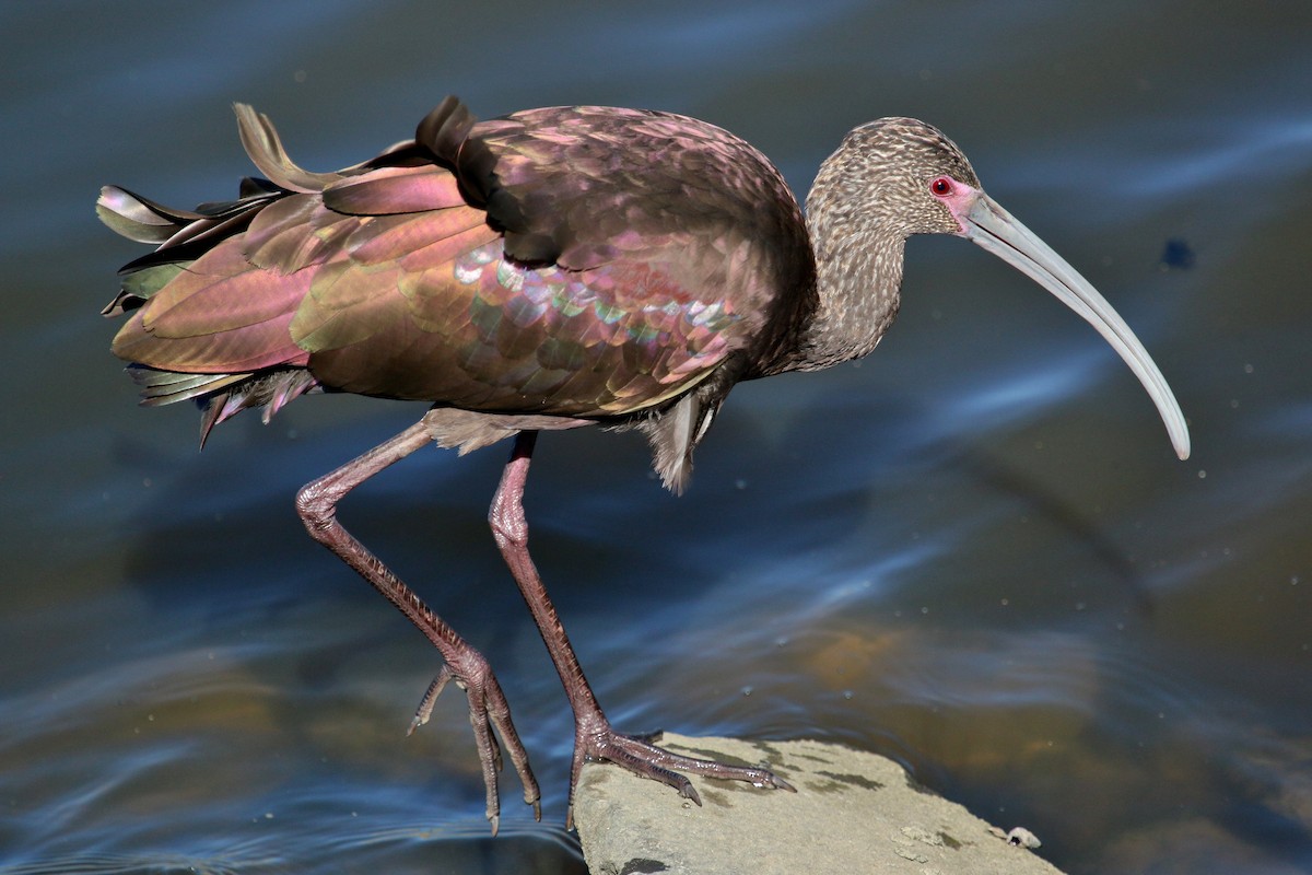 ibis americký - ML74930901