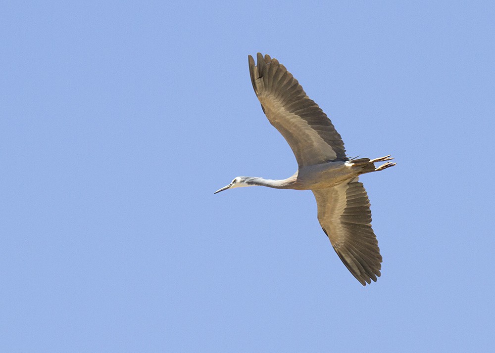 White-faced Heron - Stephen Murray