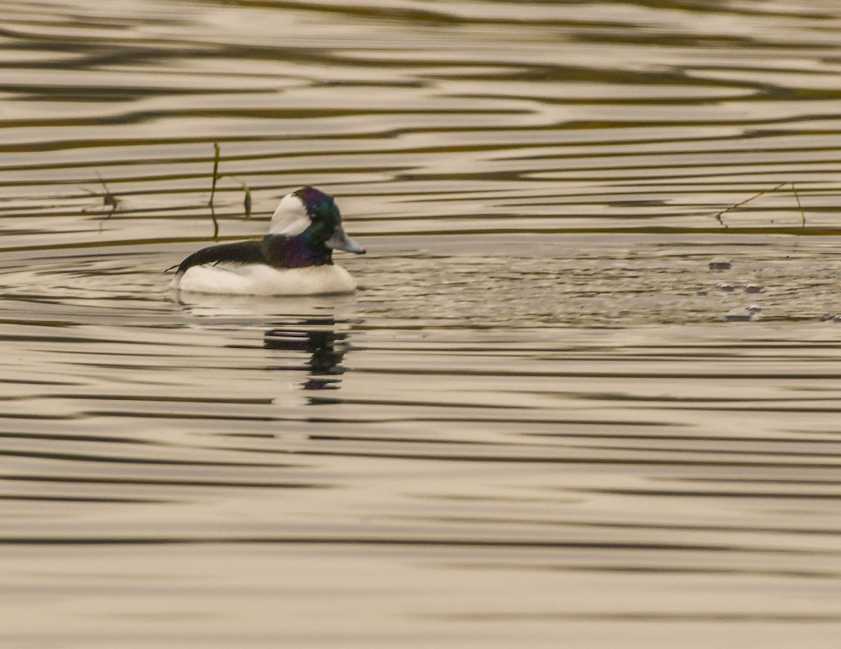 Bufflehead - Ken Pitts