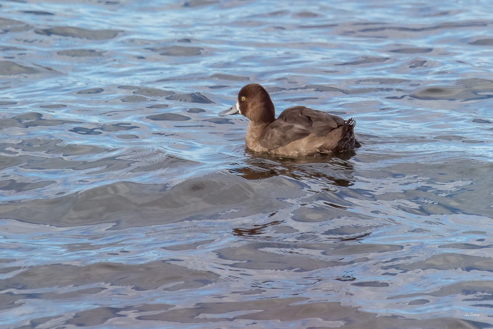 Lesser Scaup - ML74932731