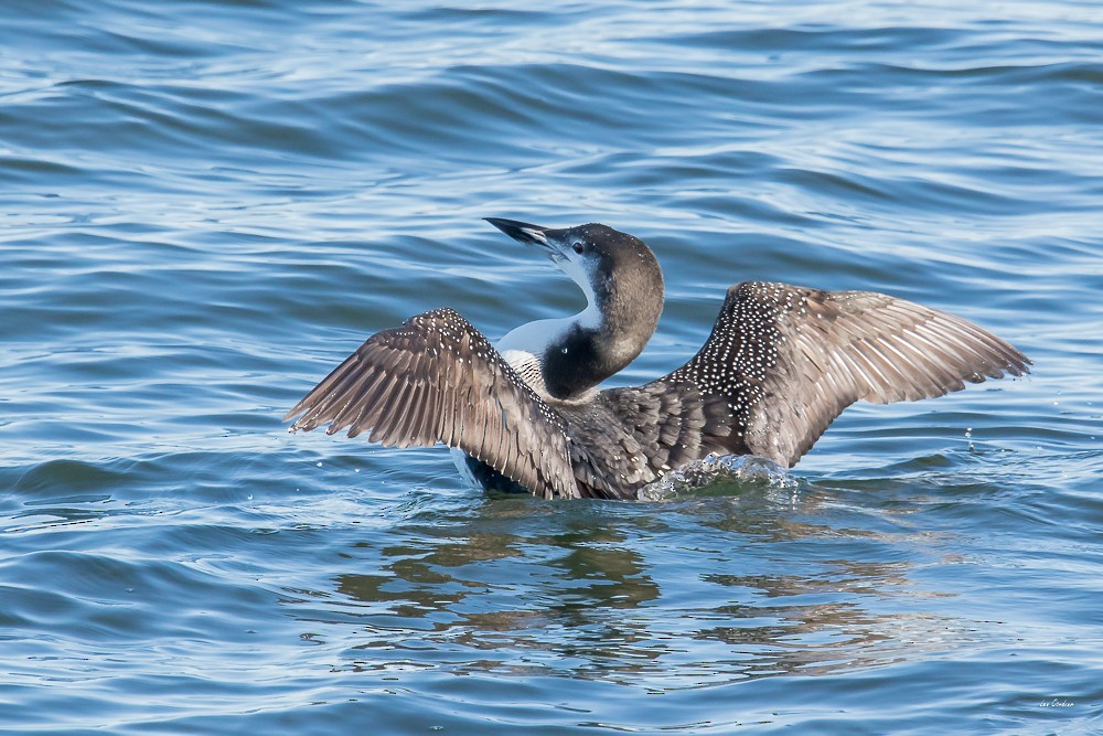 Common Loon - ML74932851