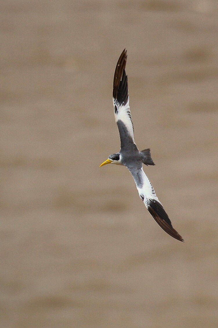 Large-billed Tern - ML74932921