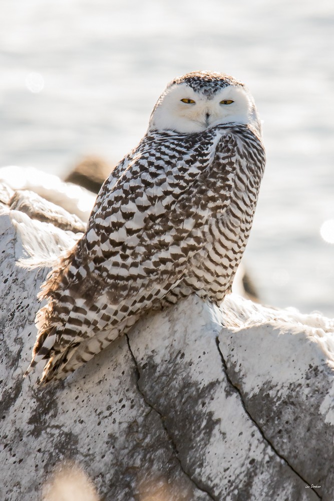 Snowy Owl - ML74933051