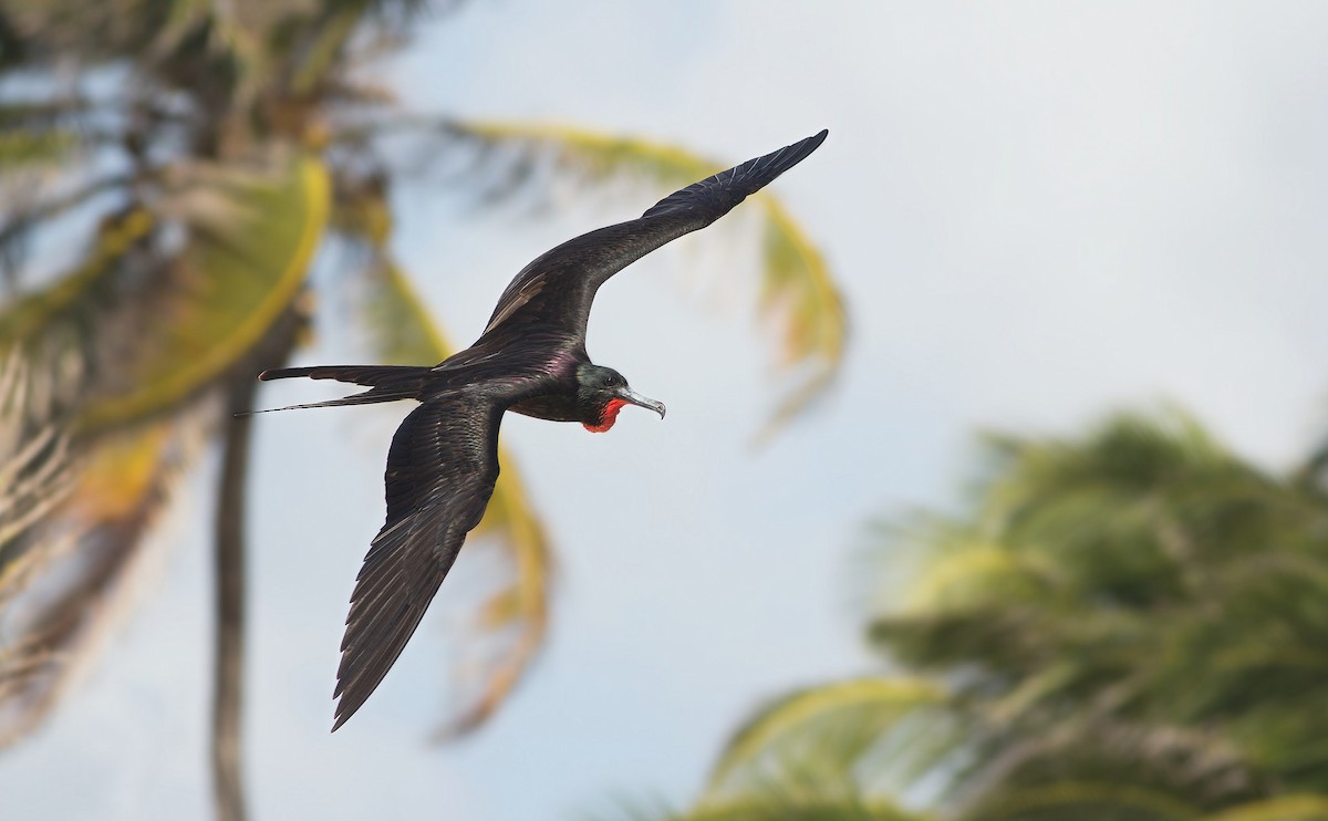 Magnificent Frigatebird - ML74933111